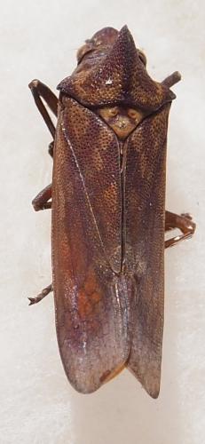Proconia esmeraldae